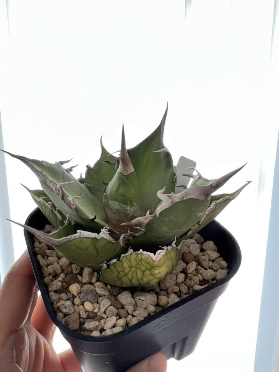 アガベ　チタノタ　kelly clone　白犀牛　トリケラトプス アガベ チタノタ '白犀牛' Agave titanota 'white rhino